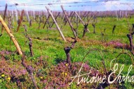 Vins et Crémants d'Alsace Antoine Ehrhart - Wettolsheim - Alsace - France