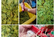 Vins et Crémants d'Alsace Antoine Ehrhart - Wettolsheim - Alsace - France