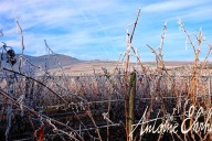 Vins et Crémants d'Alsace Antoine Ehrhart - Wettolsheim - Alsace - France