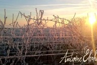 Vins et Crémants d'Alsace Antoine Ehrhart - Wettolsheim - Alsace - France
