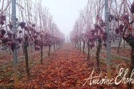 Vins et Crémants d'Alsace Antoine Ehrhart - Wettolsheim - Alsace - France