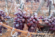 Vins et Crémants d'Alsace Antoine Ehrhart - Wettolsheim - Alsace - France