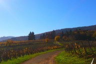 Vins et Crémants d'Alsace Antoine Ehrhart - Wettolsheim - Alsace - France