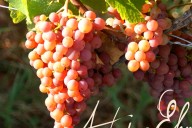 Vins et Crémants d'Alsace Antoine Ehrhart - Wettolsheim - Alsace - France