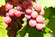 Vins et Crémants d'Alsace Antoine Ehrhart - Wettolsheim - Alsace - France