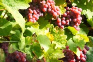 Vins et Crémants d'Alsace Antoine Ehrhart - Wettolsheim - Alsace - France