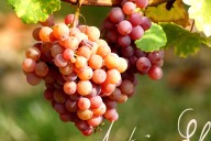 Vins et Crémants d'Alsace Antoine Ehrhart - Wettolsheim - Alsace - France