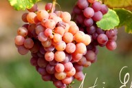 Vins et Crémants d'Alsace Antoine Ehrhart - Wettolsheim - Alsace - France