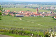 Vins et Crémants d'Alsace Antoine Ehrhart - Wettolsheim - Alsace - France