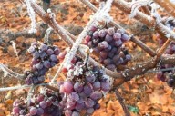 Vins et Crémants d'Alsace Antoine Ehrhart - Wettolsheim - Alsace - France