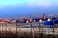 Vins et Crémants d'Alsace Antoine Ehrhart - Wettolsheim - Alsace - France