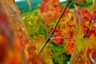 Vins et Crémants d'Alsace Antoine Ehrhart - Wettolsheim - Alsace - France