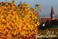 Vins et Crémants d'Alsace Antoine Ehrhart - Wettolsheim - Alsace - France