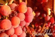 Vins et Crémants d'Alsace Antoine Ehrhart - Wettolsheim - Alsace - France