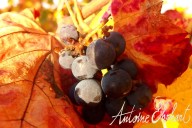 Vins et Crémants d'Alsace Antoine Ehrhart - Wettolsheim - Alsace - France