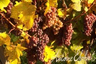 Vins et Crémants d'Alsace Antoine Ehrhart - Wettolsheim - Alsace - France