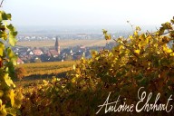 Vins et Crémants d'Alsace Antoine Ehrhart - Wettolsheim - Alsace - France
