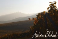 Vins et Crémants d'Alsace Antoine Ehrhart - Wettolsheim - Alsace - France
