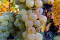 Vins et Crémants d'Alsace Antoine Ehrhart - Wettolsheim - Alsace - France