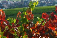 Vins et Crémants d'Alsace Antoine Ehrhart - Wettolsheim - Alsace - France
