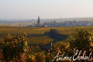 Vins et Crémants d'Alsace Antoine Ehrhart - Wettolsheim - Alsace - France