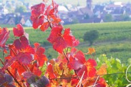 Vins et Crémants d'Alsace Antoine Ehrhart - Wettolsheim - Alsace - France