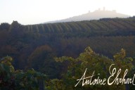 Vins et Crémants d'Alsace Antoine Ehrhart - Wettolsheim - Alsace - France