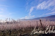 Vins et Crémants d'Alsace Antoine Ehrhart - Wettolsheim - Alsace - France