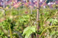 Vins et Crémants d'Alsace Antoine Ehrhart - Wettolsheim - Alsace - France