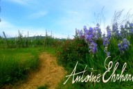 Vins et Crémants d'Alsace Antoine Ehrhart - Wettolsheim - Alsace - France