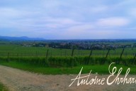 Vins et Crémants d'Alsace Antoine Ehrhart - Wettolsheim - Alsace - France