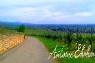 Vins et Crémants d'Alsace Antoine Ehrhart - Wettolsheim - Alsace - France