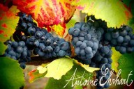 Vins et Crémants d'Alsace Antoine Ehrhart - Wettolsheim - Alsace - France