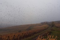Vins et Crémants d'Alsace Antoine Ehrhart - Wettolsheim - Alsace - France