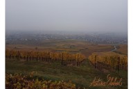 Vins et Crémants d'Alsace Antoine Ehrhart - Wettolsheim - Alsace - France