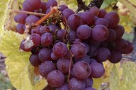 Vins et Crémants d'Alsace Antoine Ehrhart - Wettolsheim - Alsace - France