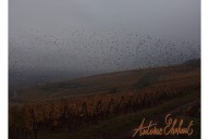 Vins et Crémants d'Alsace Antoine Ehrhart - Wettolsheim - Alsace - France