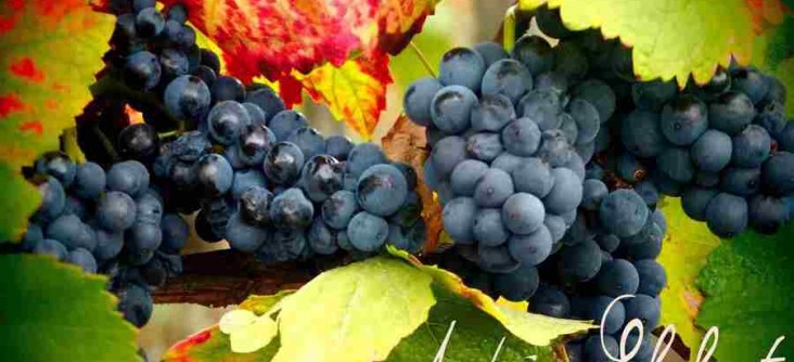 Vendanges 2017