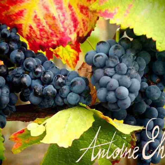 Vendanges 2017