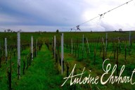 Vins et Crémants d'Alsace Antoine Ehrhart - Wettolsheim - Alsace - France