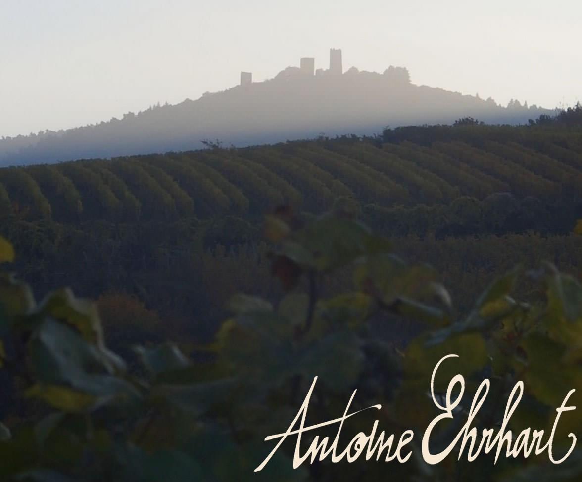 Le vignoble alsacien... une mine de diamants